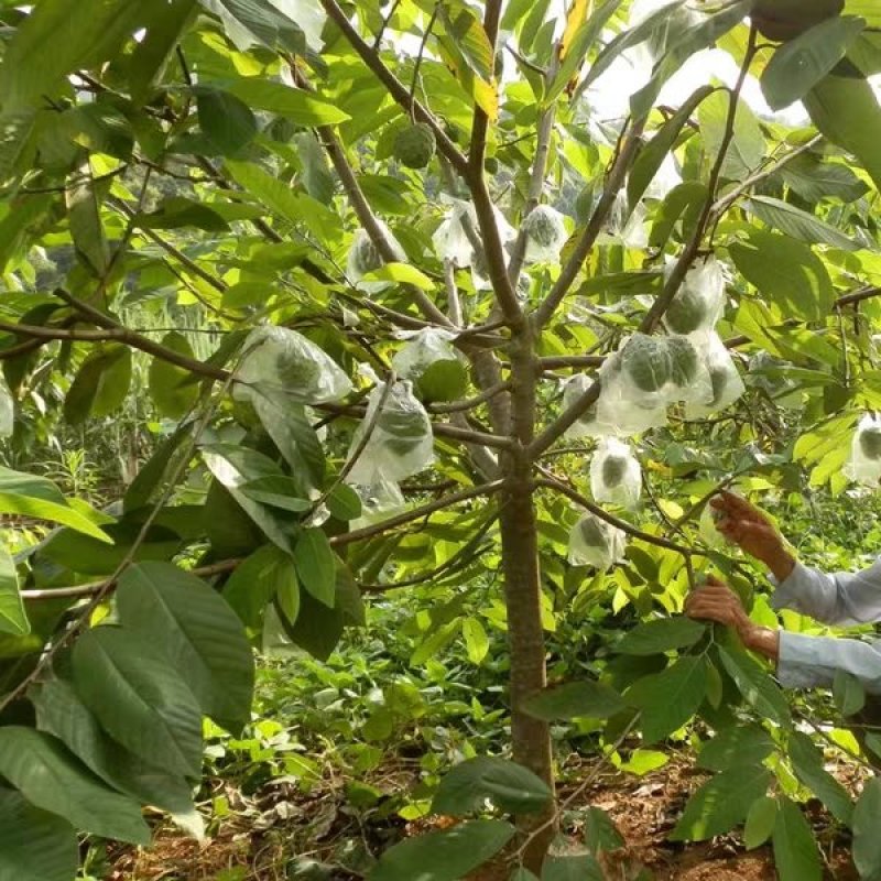 台湾嫁接凤梨释迦番荔枝蜜佛头果佛陀果树苗木苗地栽盆栽