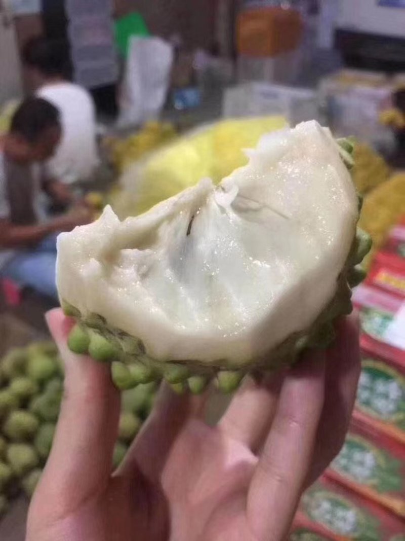 台湾嫁接凤梨释迦番荔枝蜜佛头果佛陀果树苗木苗地栽盆栽