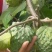台湾嫁接凤梨释迦番荔枝蜜佛头果佛陀果树苗木苗地栽盆栽