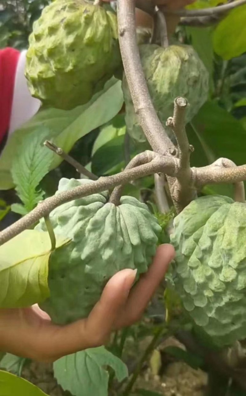台湾嫁接凤梨释迦番荔枝蜜佛头果佛陀果树苗木苗地栽盆栽