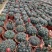 菲花玉仙人球基地批发价不包邮发物流大量供应