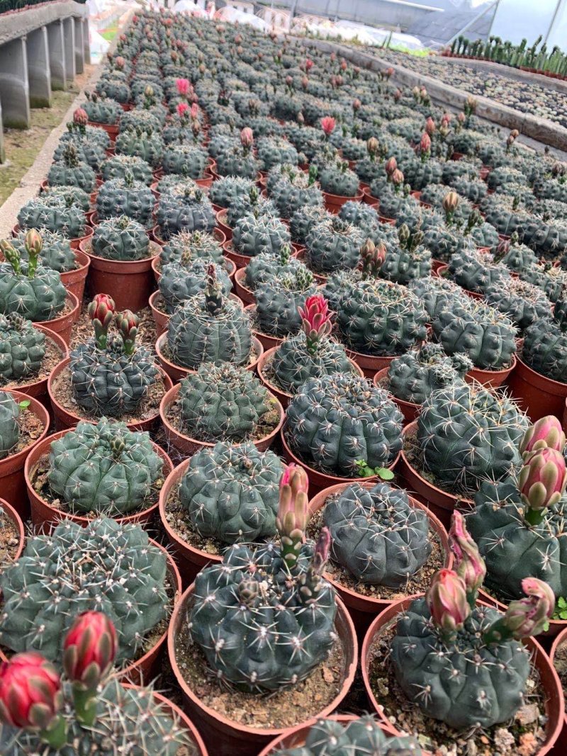 菲花玉仙人球基地批发价不包邮发物流大量供应