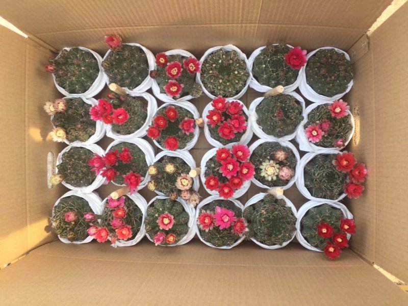 菲花玉仙人球基地批发价不包邮发物流大量供应