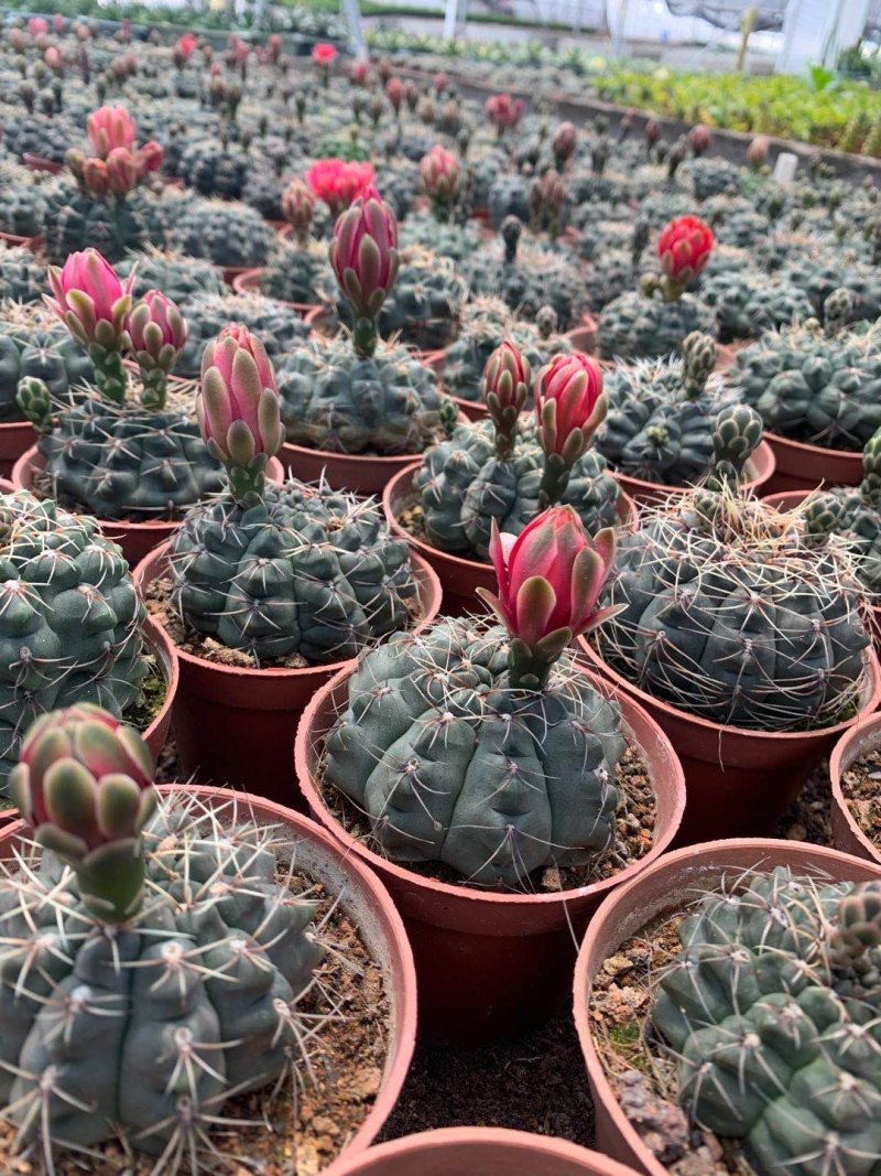 菲花玉仙人球基地批发价不包邮发物流大量供应