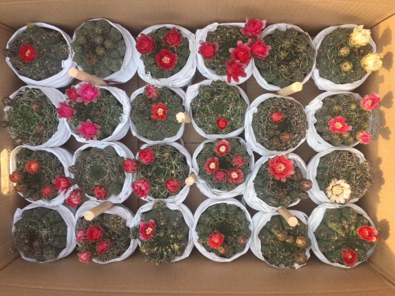 菲花玉仙人球基地批发价不包邮发物流大量供应