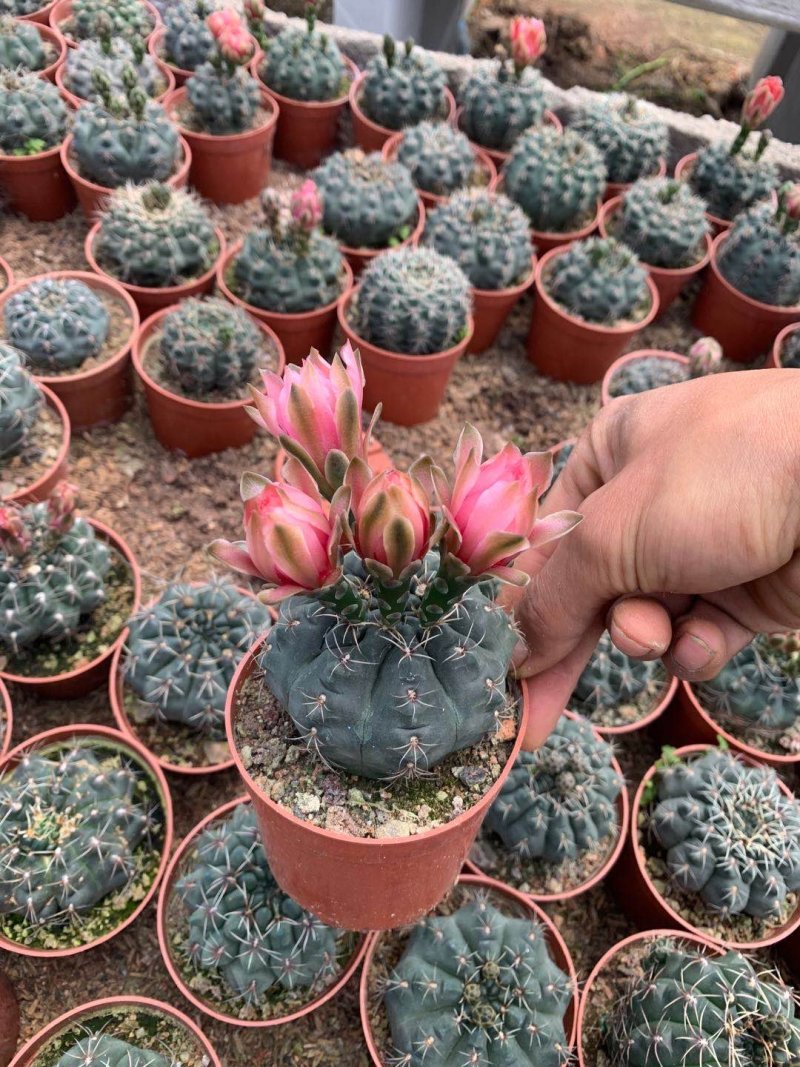 菲花玉仙人球基地批发价不包邮发物流大量供应