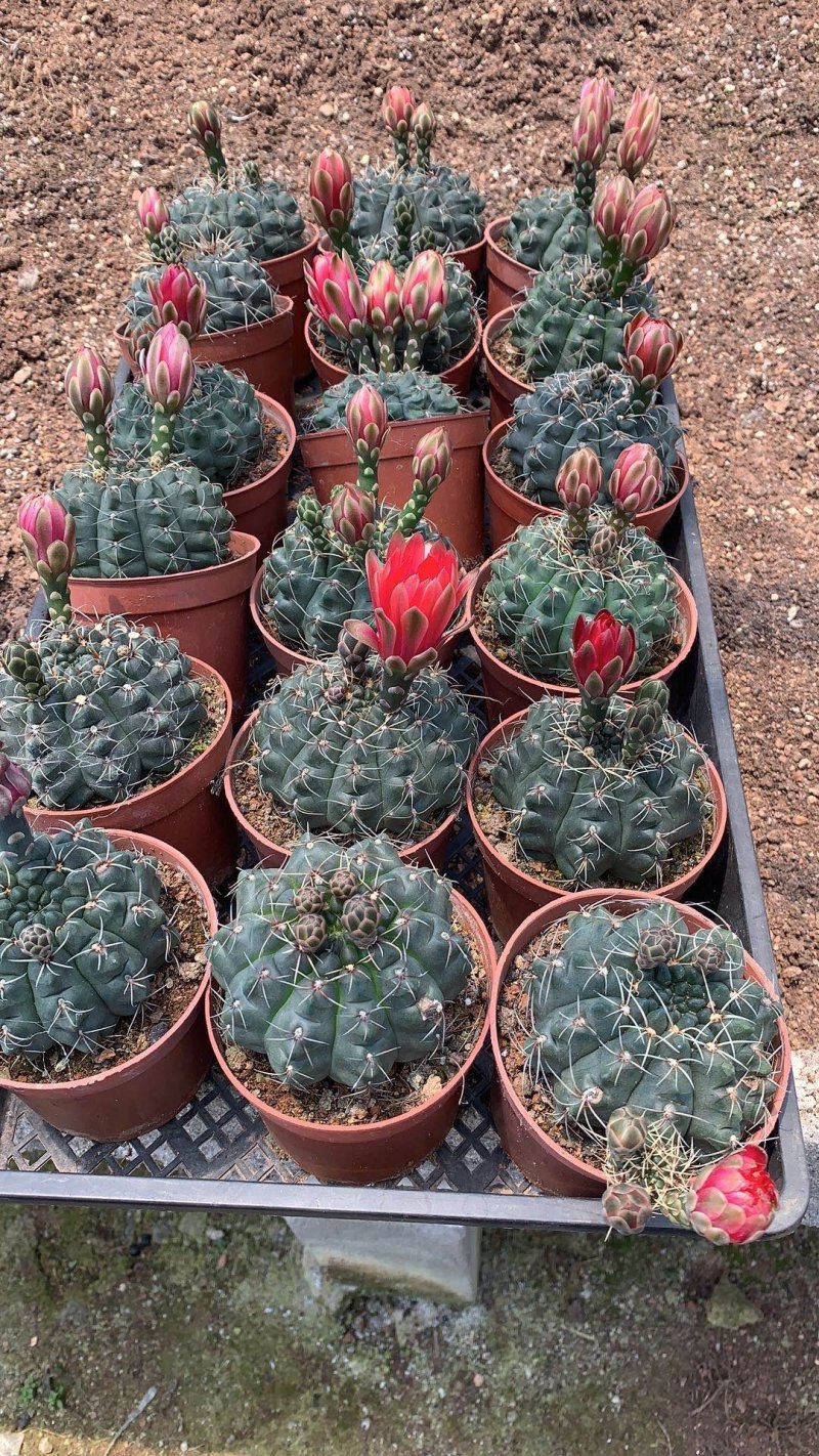 菲花玉仙人球基地批发价不包邮发物流大量供应