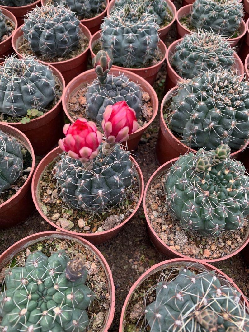 菲花玉仙人球基地批发价不包邮发物流大量供应