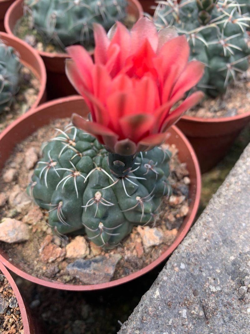 菲花玉仙人球基地批发价不包邮发物流大量供应