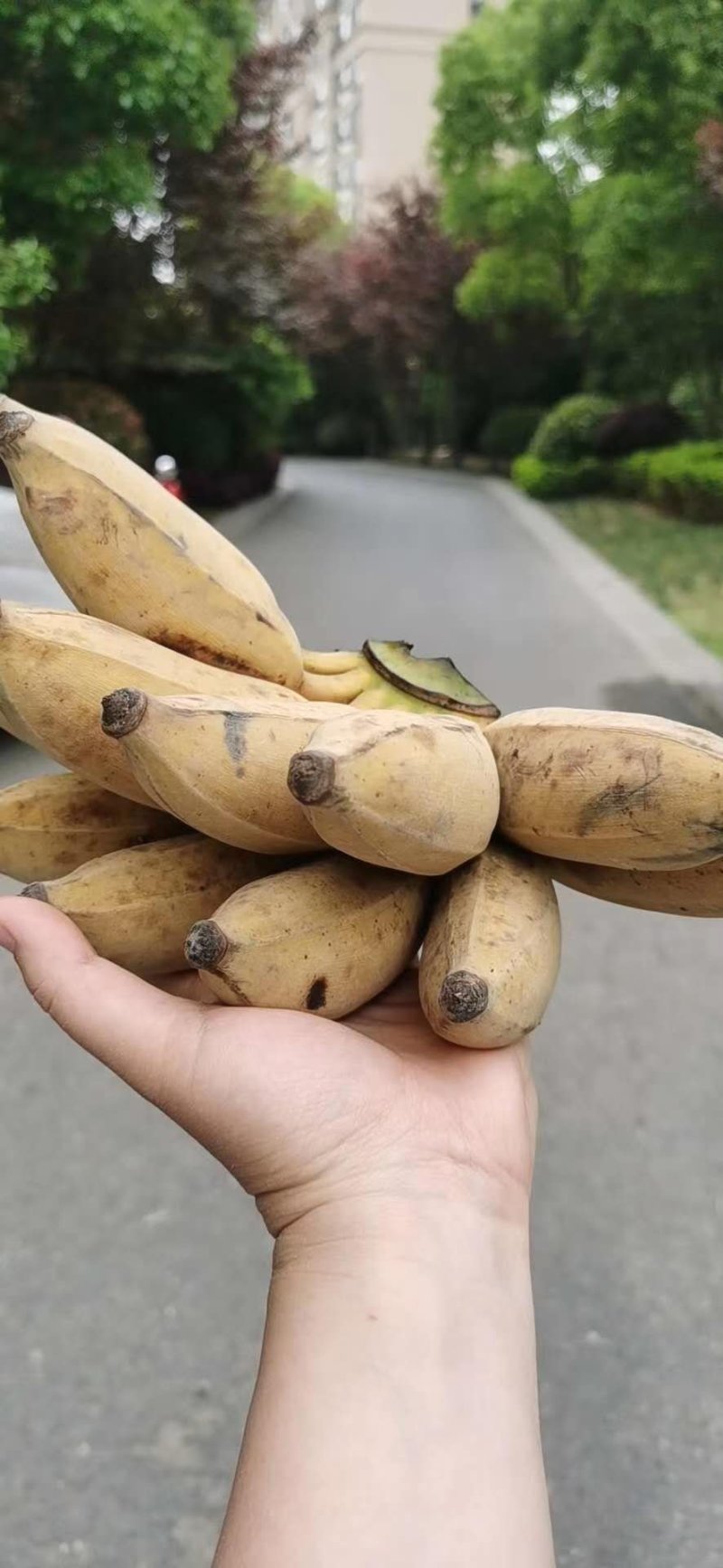 (西贡蕉)芭蕉叶叶为多情，一叶才舒一叶生。