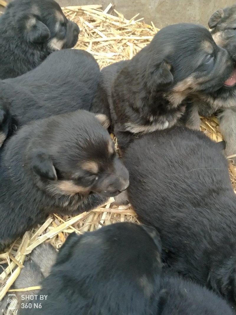 宠物狗德国黑背幼犬，短毛，性格温顺！勇敢！
