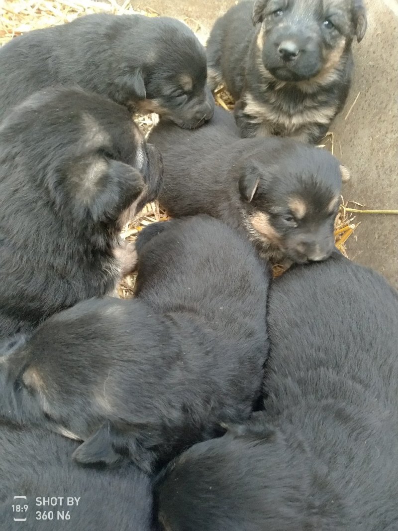 宠物狗德国黑背幼犬，短毛，性格温顺！勇敢！