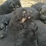 宠物狗德国黑背幼犬，短毛，性格温顺！勇敢！