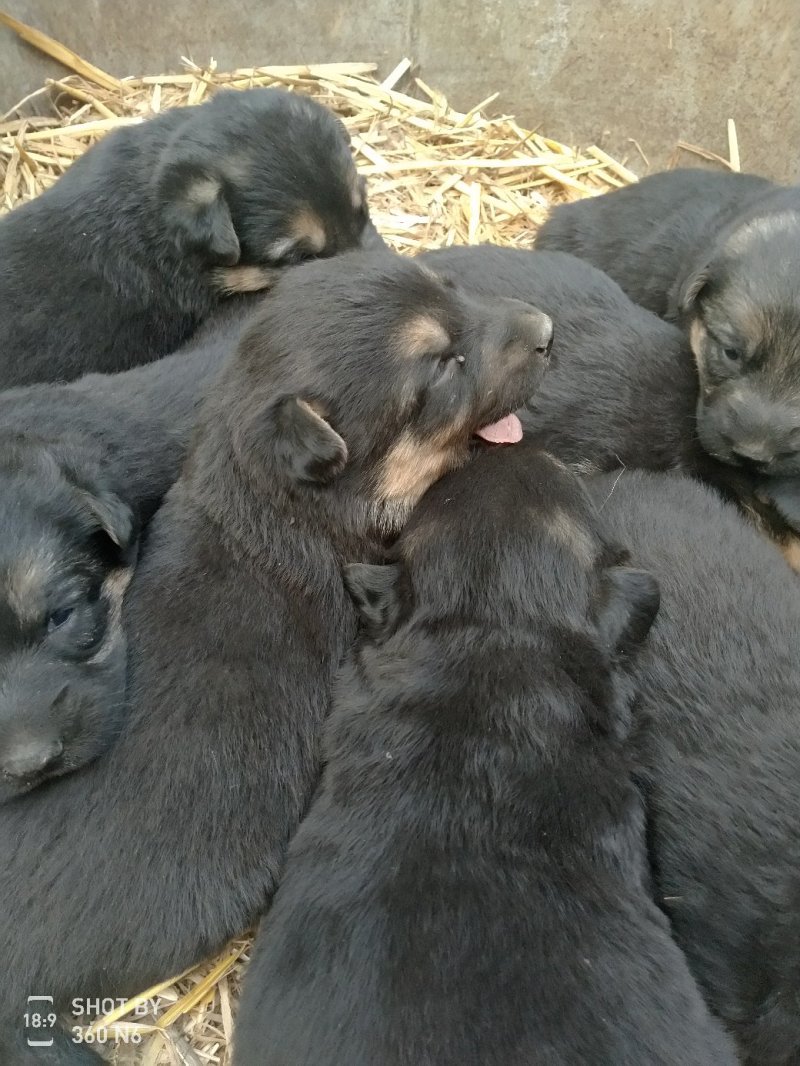 宠物狗德国黑背幼犬，短毛，性格温顺！勇敢！
