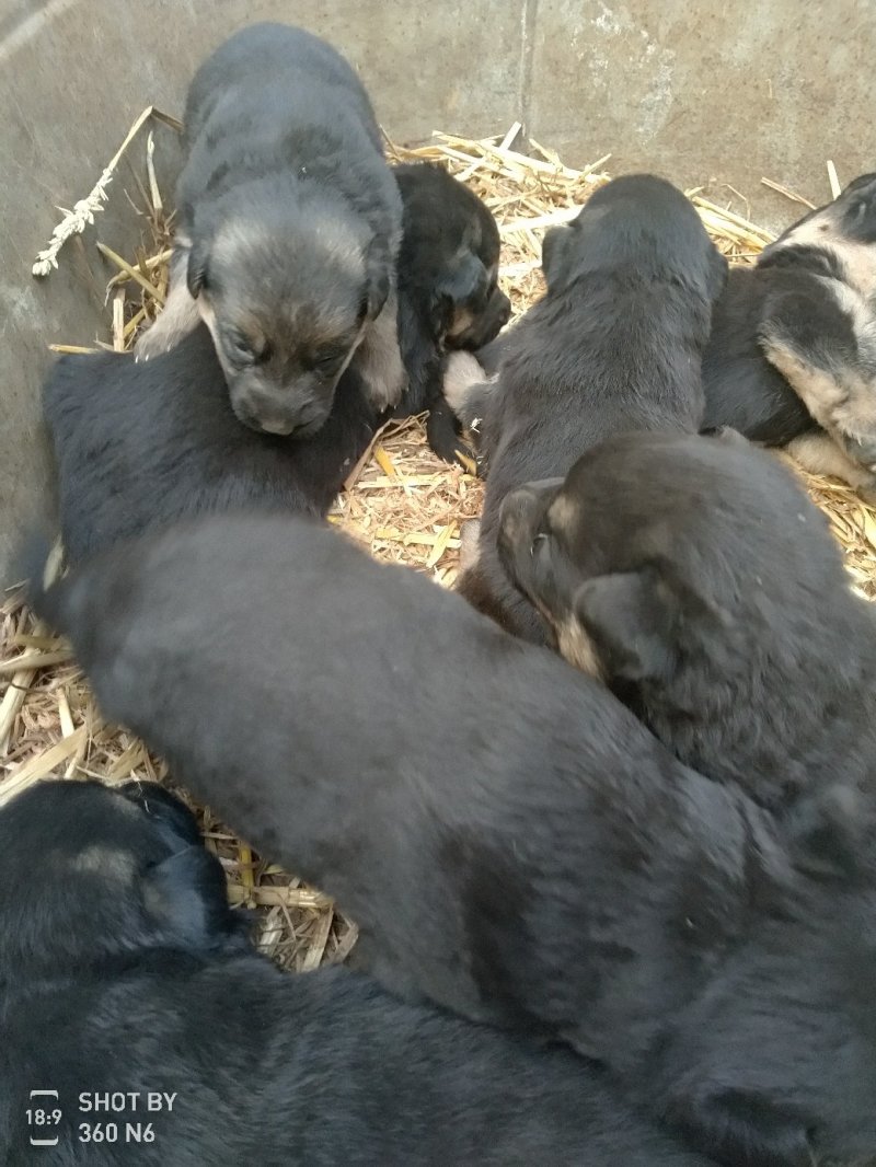 宠物狗德国黑背幼犬，短毛，性格温顺！勇敢！