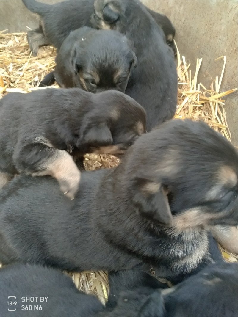 宠物狗德国黑背幼犬，短毛，性格温顺！勇敢！