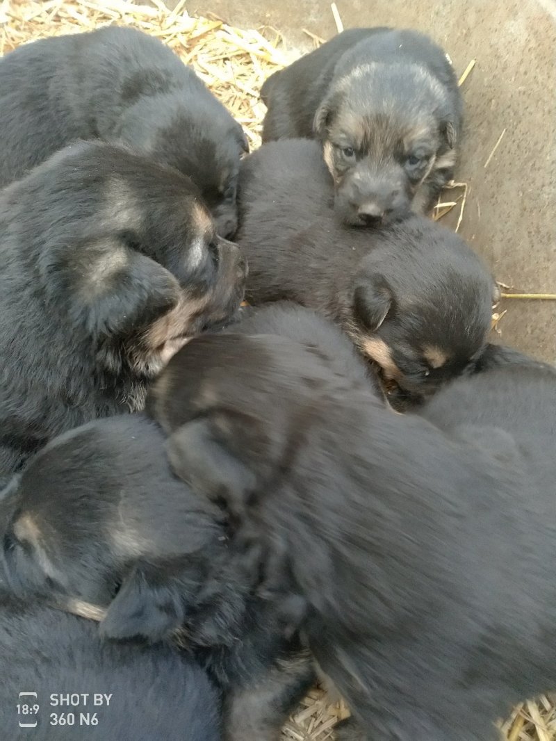 宠物狗德国黑背幼犬，短毛，性格温顺！勇敢！