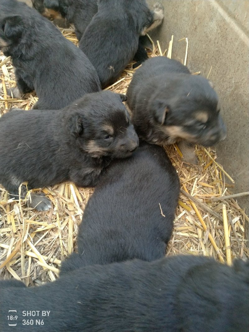 宠物狗德国黑背幼犬，短毛，性格温顺！勇敢！
