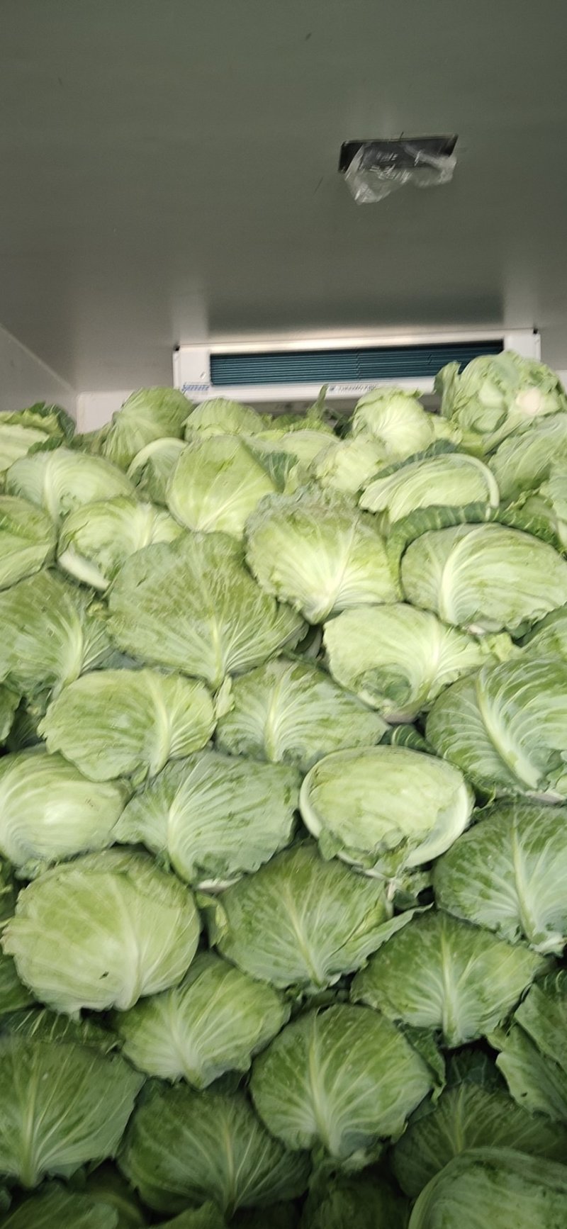 莲花白平包加工厂批发商采购商商超