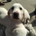 拉布拉多犬，宠物狗，大型犬，性格温顺！
