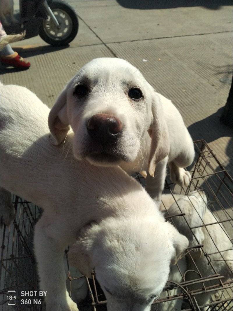 拉布拉多犬，宠物狗，大型犬，性格温顺！