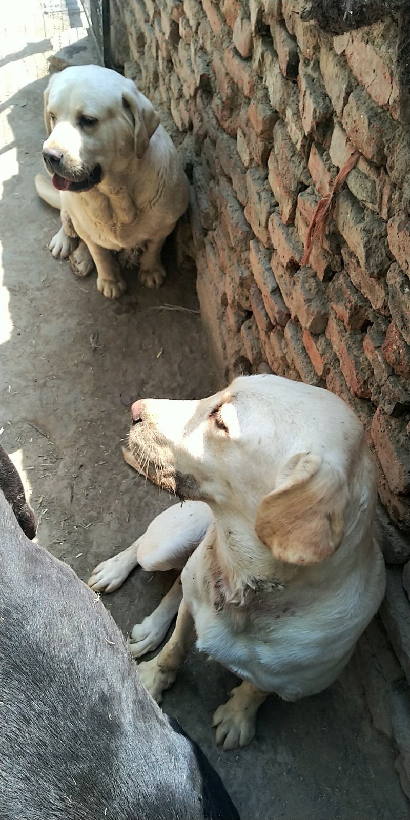 拉布拉多犬，宠物狗，大型犬，性格温顺！