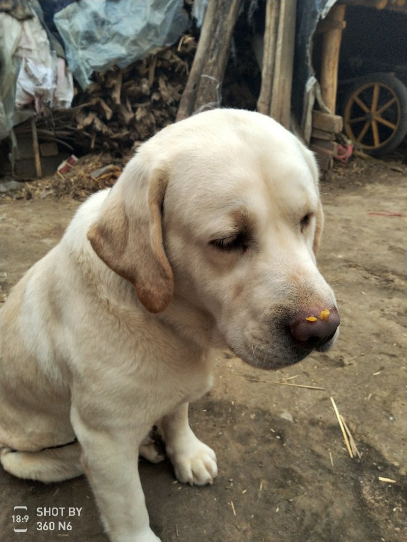 拉布拉多犬，宠物狗，大型犬，性格温顺！