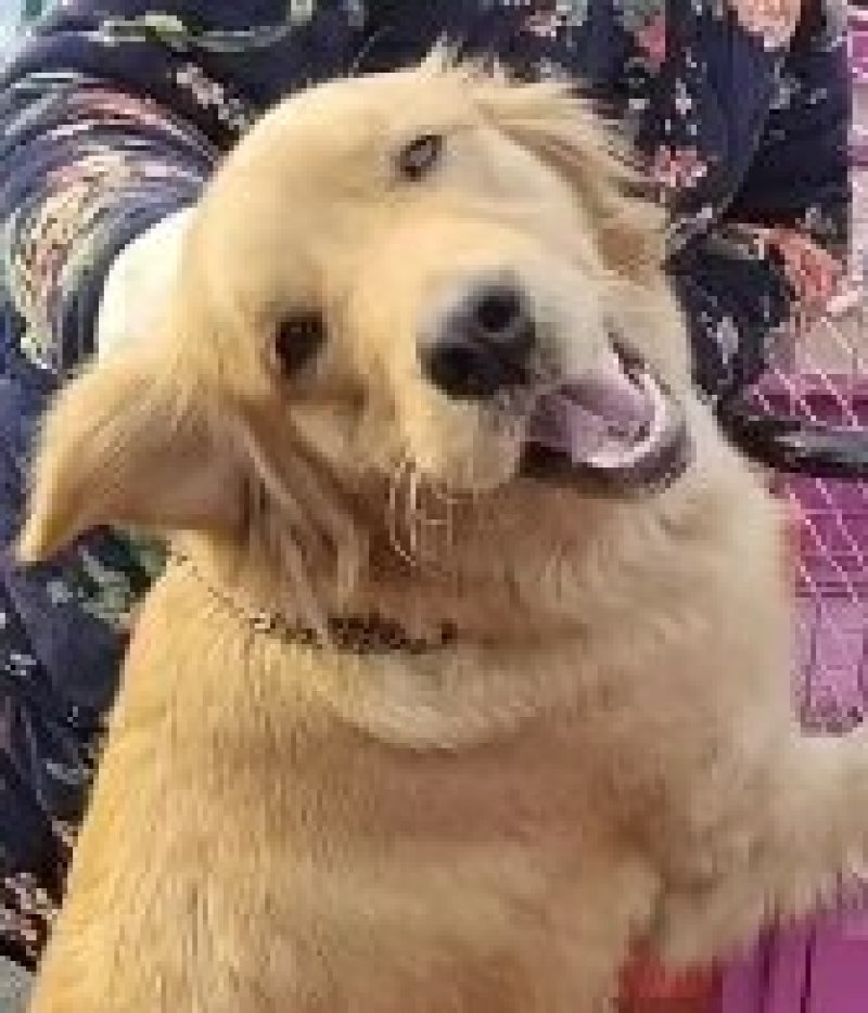 宠物狗拉布拉多，导盲犬，性格温顺，太粘人！