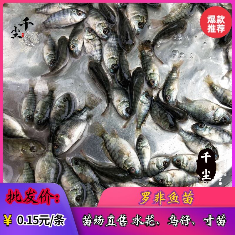 罗非鱼苗吉富罗非苗全雄罗非苗海南一号罗非鱼苗