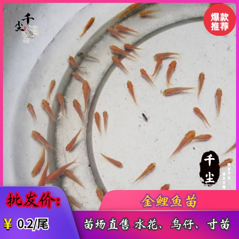 金丝鲤鱼苗红鲤鱼苗金丝花鲢鱼苗存活率高达90%