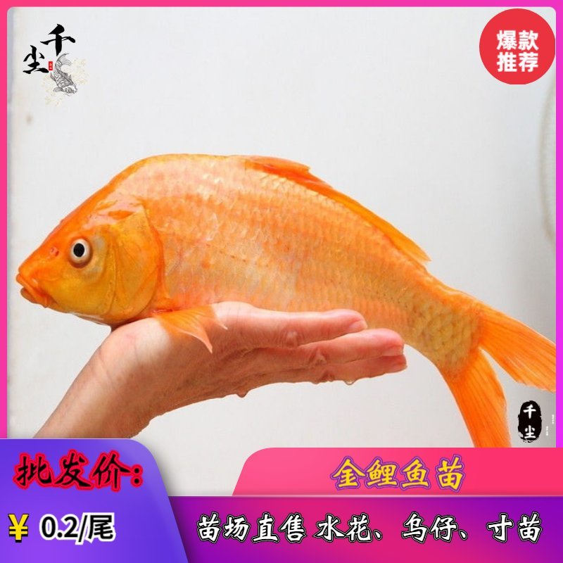 金丝鲤鱼苗红鲤鱼苗金丝花鲢鱼苗存活率高达90%