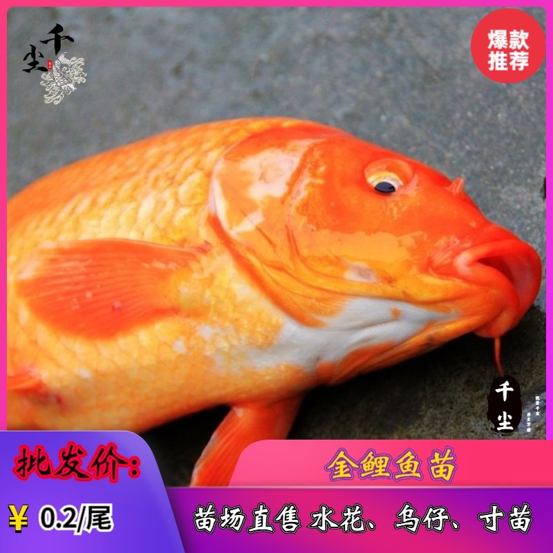 金丝鲤鱼苗红鲤鱼苗金丝花鲢鱼苗存活率高达90%
