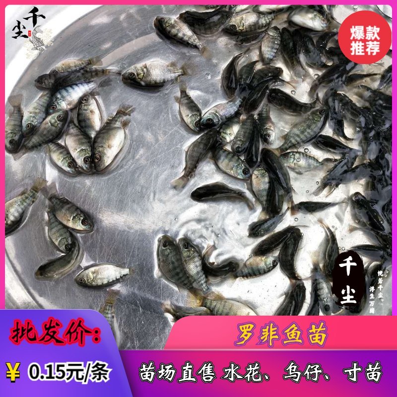 罗非鱼苗吉富罗非鱼苗红罗非鱼苗罗非鱼养殖基地