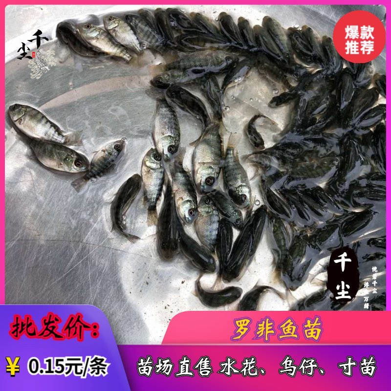 罗非鱼苗吉富罗非鱼苗红罗非鱼苗罗非鱼养殖基地