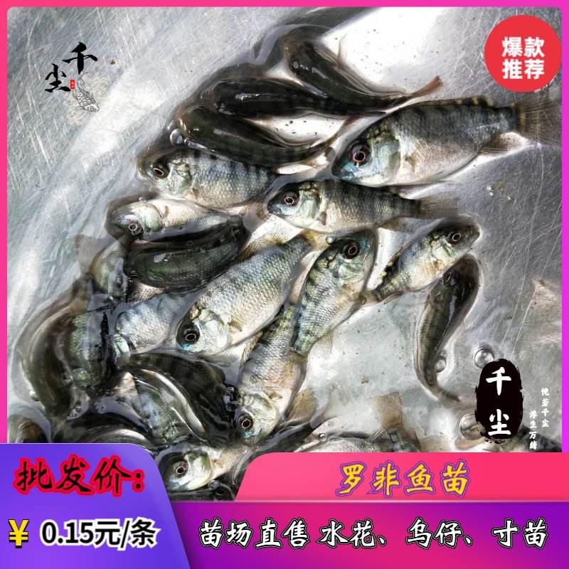 罗非鱼苗吉富罗非鱼苗红罗非鱼苗罗非鱼养殖基地