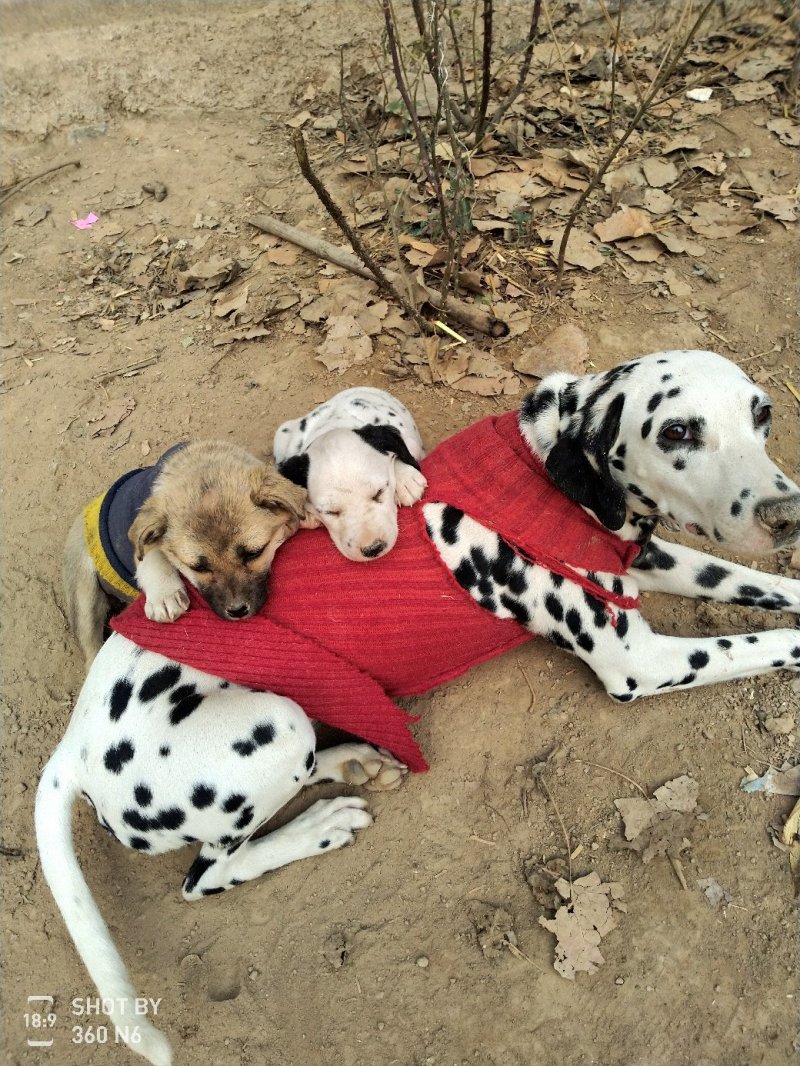 斑点狗出售，又名大麦盯犬！性格温顺！短毛！