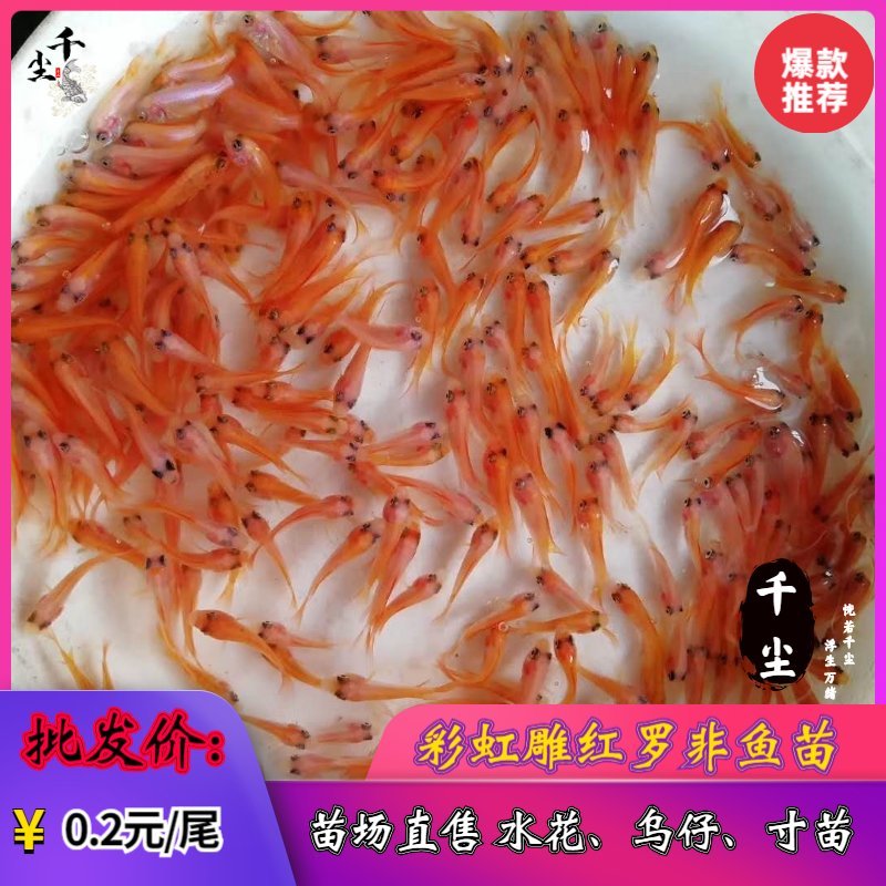 优质红罗非鱼苗罗非鱼苗豹纹红罗非鱼苗