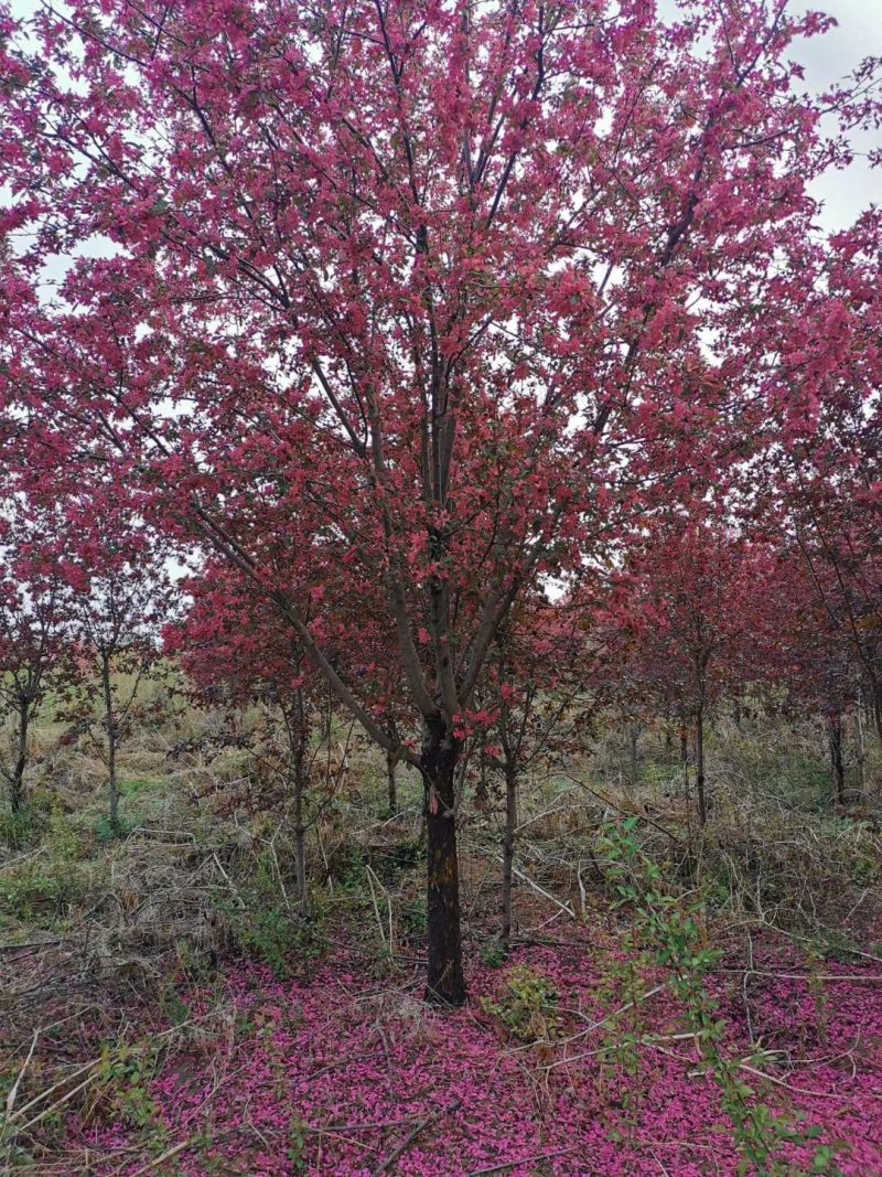 产地，大量出售绚丽海棠，北美海棠，价格面议