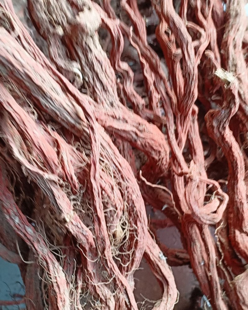 产地直销丹参一级，沂蒙山区里的手捡丹参大条