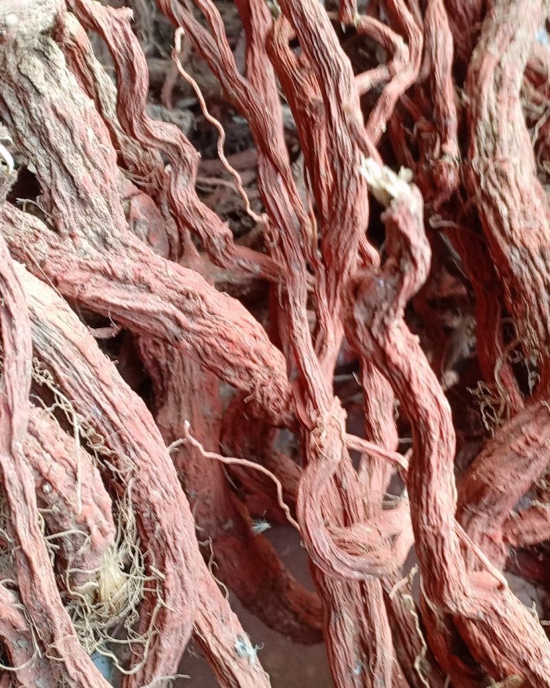 产地直销丹参一级，沂蒙山区里的手捡丹参大条