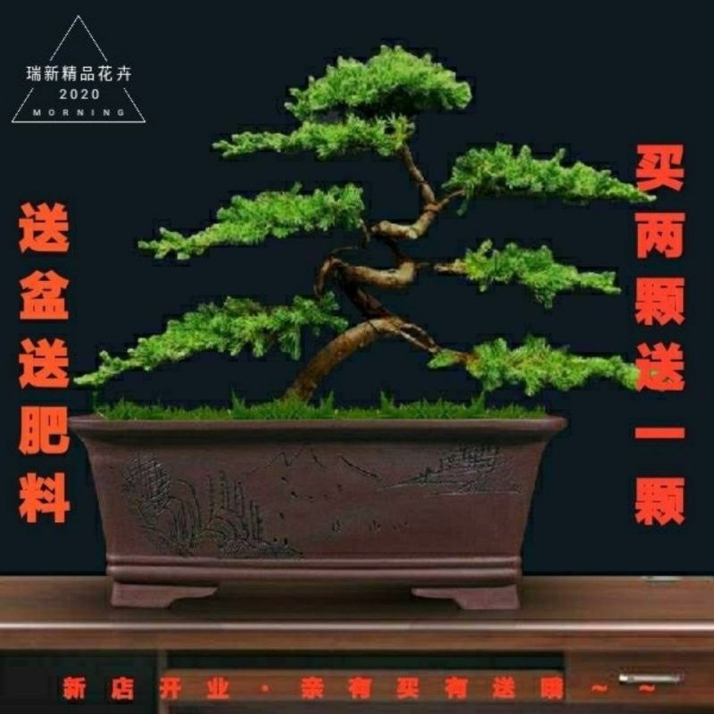 【送盆+肥料】迎客松盆景造型树柏树苗室内办公桌阳台景观树