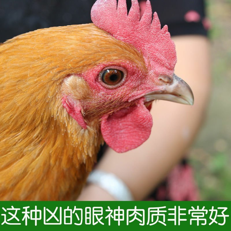 正宗土鸡肉整只三黄鸡公鸡母鸡童子店有农村散养杀好2斤左右