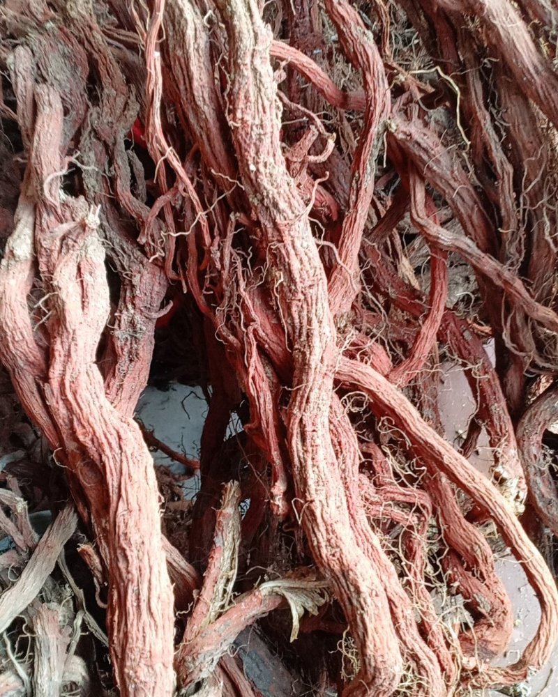 产地直销丹参一级，沂蒙山区里的手捡丹参大条