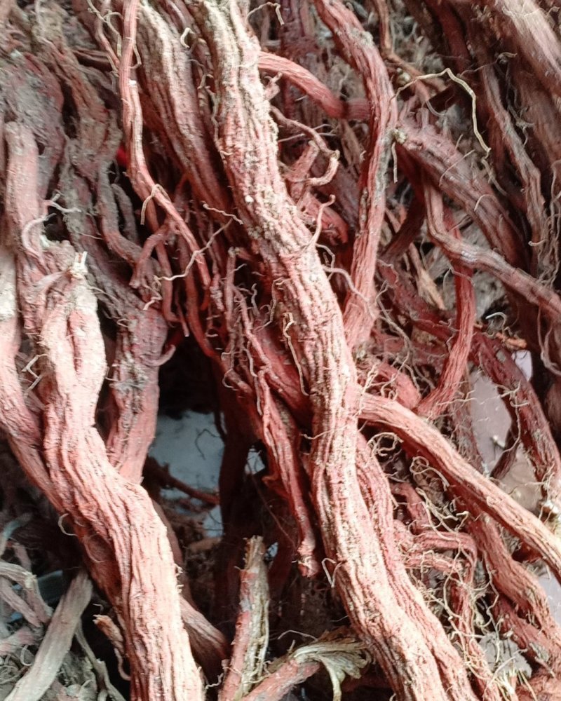 产地直销丹参一级，沂蒙山区里的手捡丹参大条
