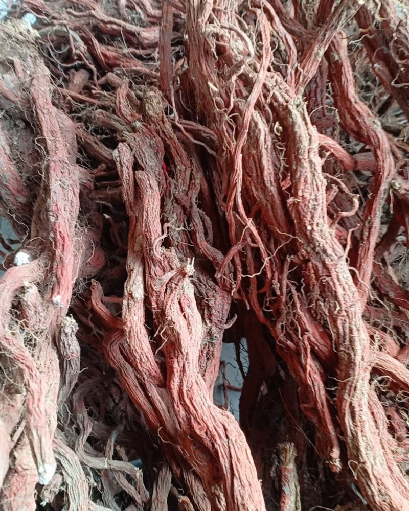 产地直销丹参一级，沂蒙山区里的手捡丹参大条
