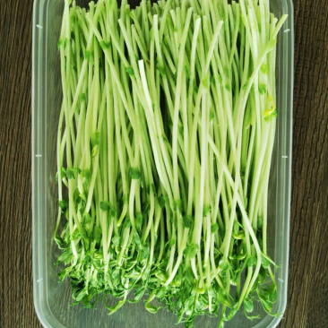 豌豆苗豌豆尖新鲜芽苗菜