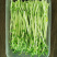 豌豆苗豌豆尖新鲜芽苗菜