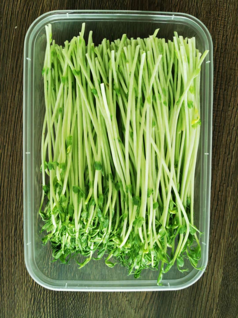 豌豆苗豌豆尖新鲜芽苗菜