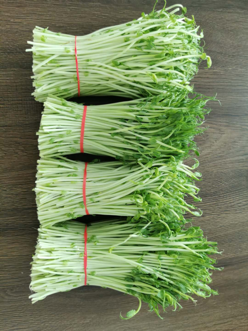 豌豆苗豌豆尖新鲜芽苗菜