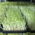 豌豆苗豌豆尖新鲜芽苗菜